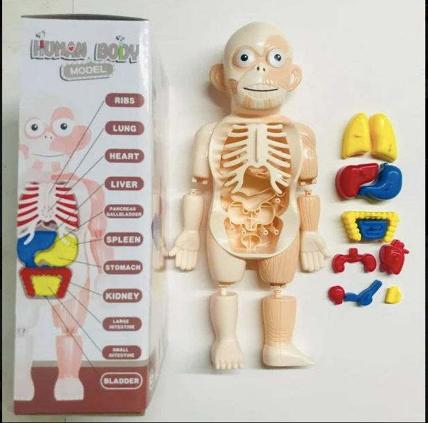 Human body toy