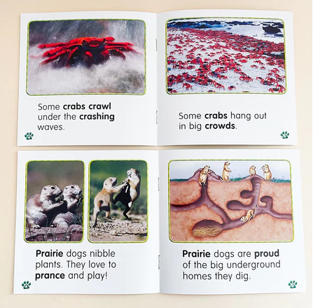 Animal Phonics Readers 24 books